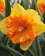 Нарцис (Narcissus) Corsage